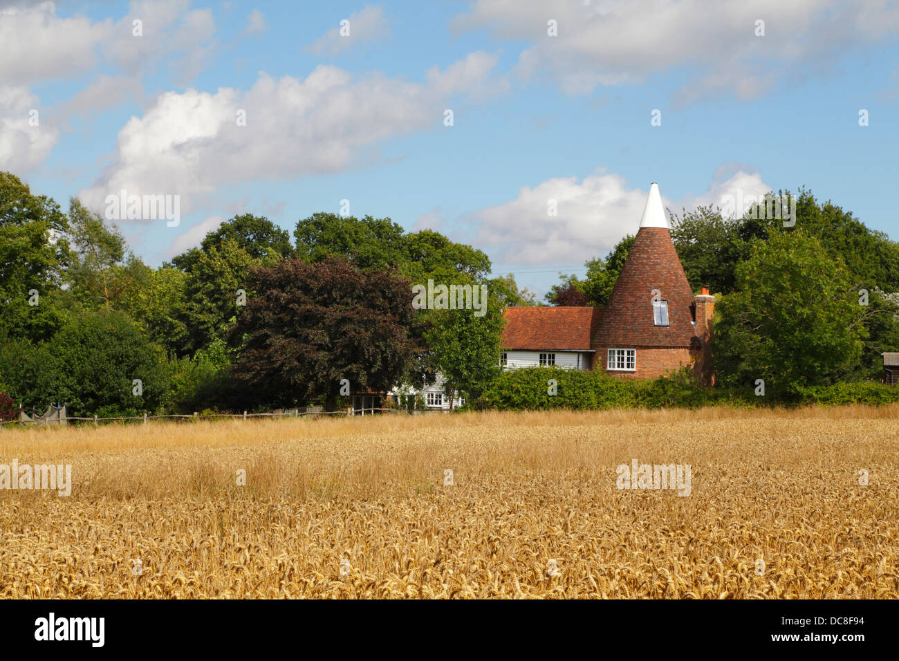 Tempo di raccolta East Sussex Inghilterra Gran Bretagna. Campo di grano e casa di Oast. Foto Stock