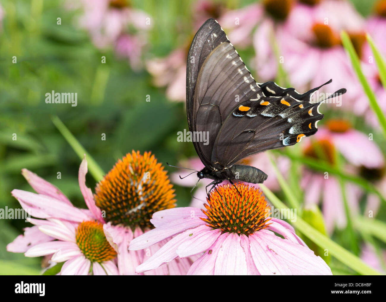 Orientale a coda di rondine di Tiger Butterfly - Papilio glaucus Foto Stock