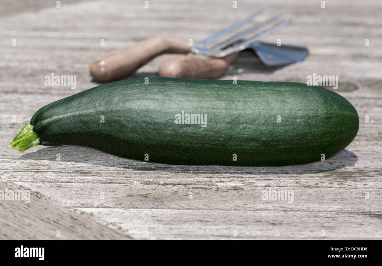 Cresciuto in casa zucchina organico Foto Stock