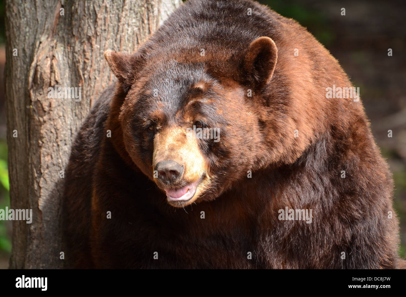American Black Bear (Ursus americanus) con pelliccia marrone Foto Stock