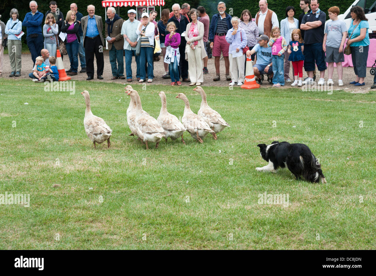 Un cane di pecora dimostrazione presso un paese mostrano come usare le oche Foto Stock