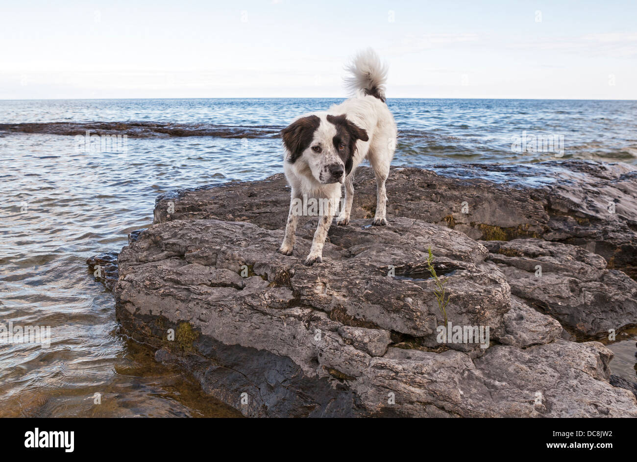 Un cane gioca sulla riva del lago Michigan su Washington Isola, Wisconsin. Foto Stock