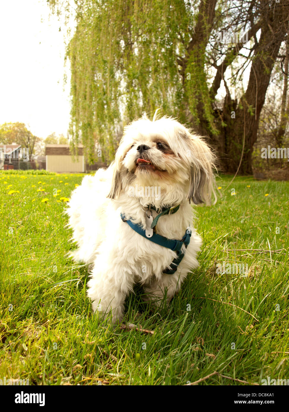 Shih-tzu cucciolo giocare al di fuori Foto Stock