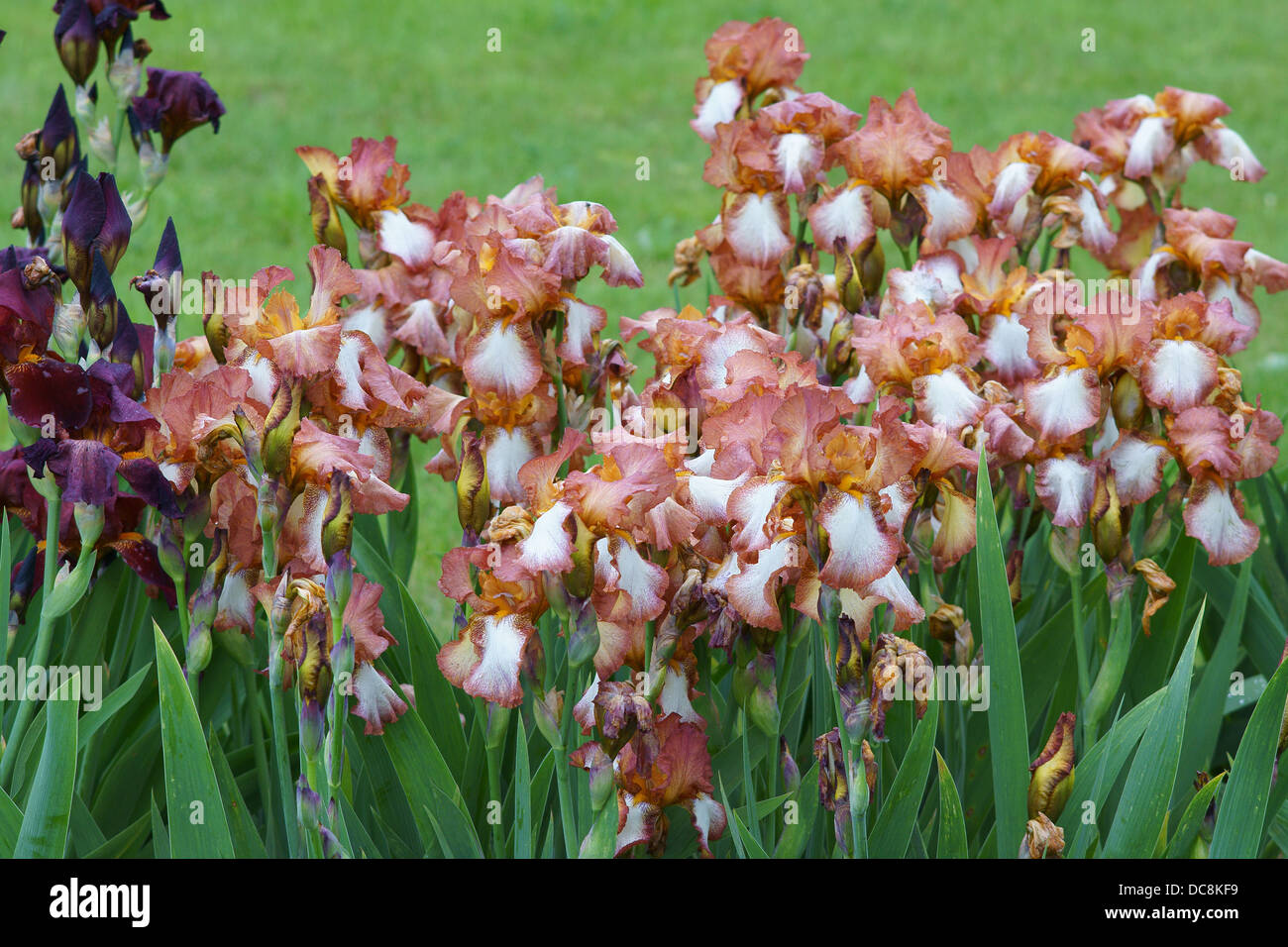 Bianco marrone iride fiori close up Foto Stock