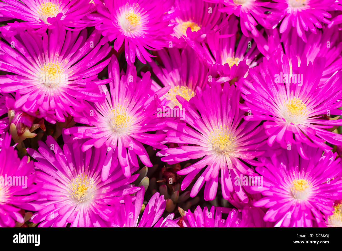 Bellissimi fiori viola Foto Stock