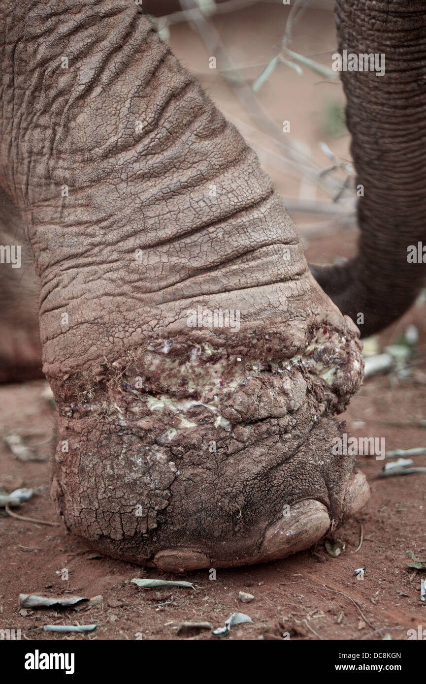 Piede di elefante che era stato catturato nella trappola dei bracconieri. Salvato dal David Sheldrick Wildlife Trust. Kenya Africa Foto Stock