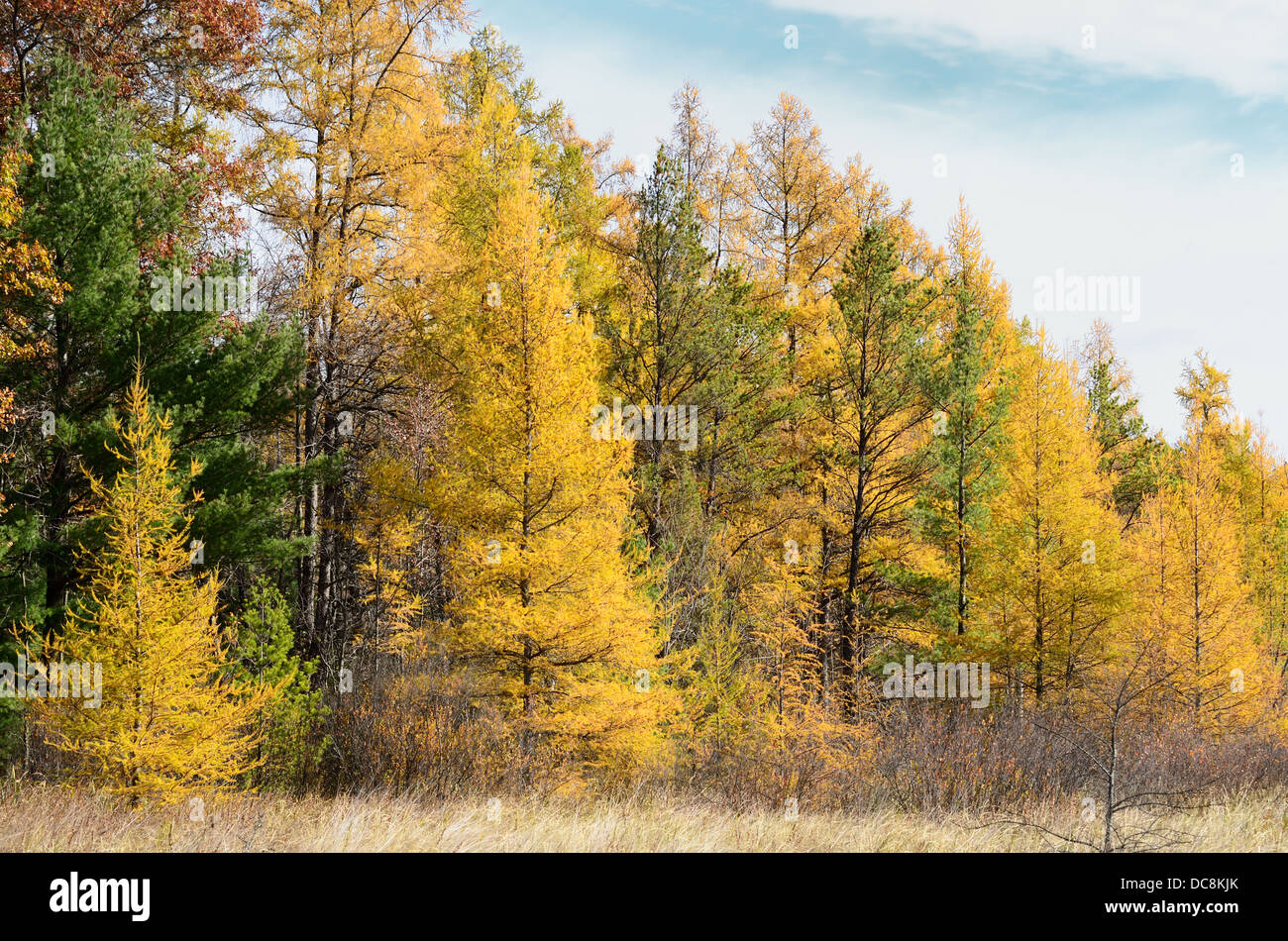 Tamaracks (Larix laricina) - noto anche come il larice americano in autunno, STATI UNITI D'AMERICA Foto Stock