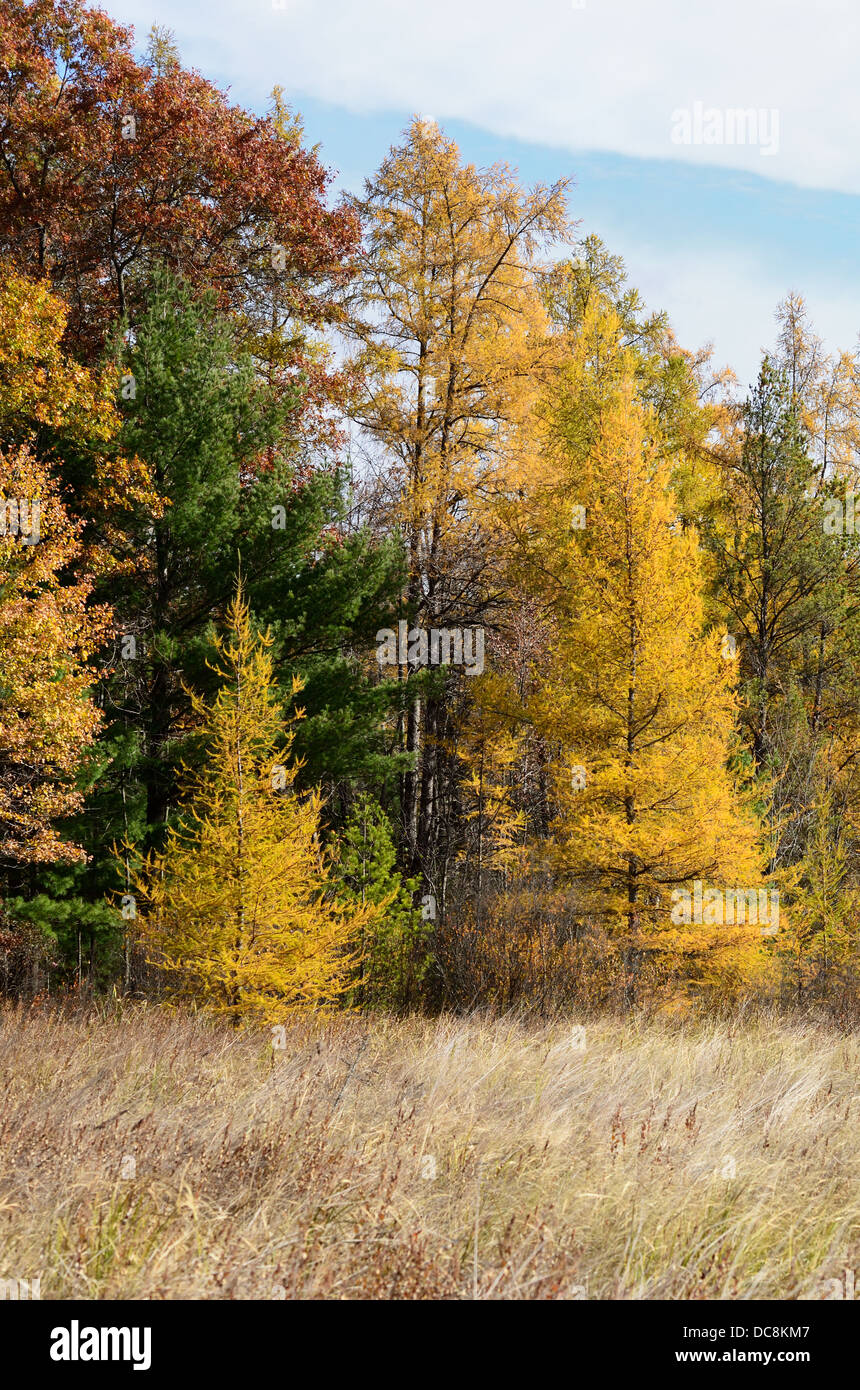 Tamarack alberi ( Larix laricina ) in autunno, STATI UNITI D'AMERICA Foto Stock