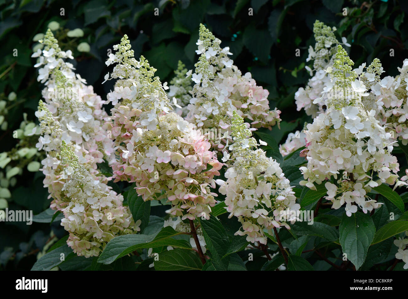 White hydrangea blossom Foto Stock