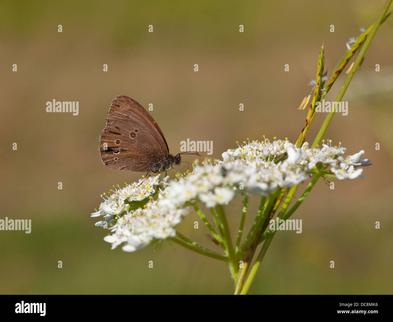 Un anello butterfly, nome latino Aphantopus hyperantus alimentazione su un fiore bianco in un prato in estate Foto Stock