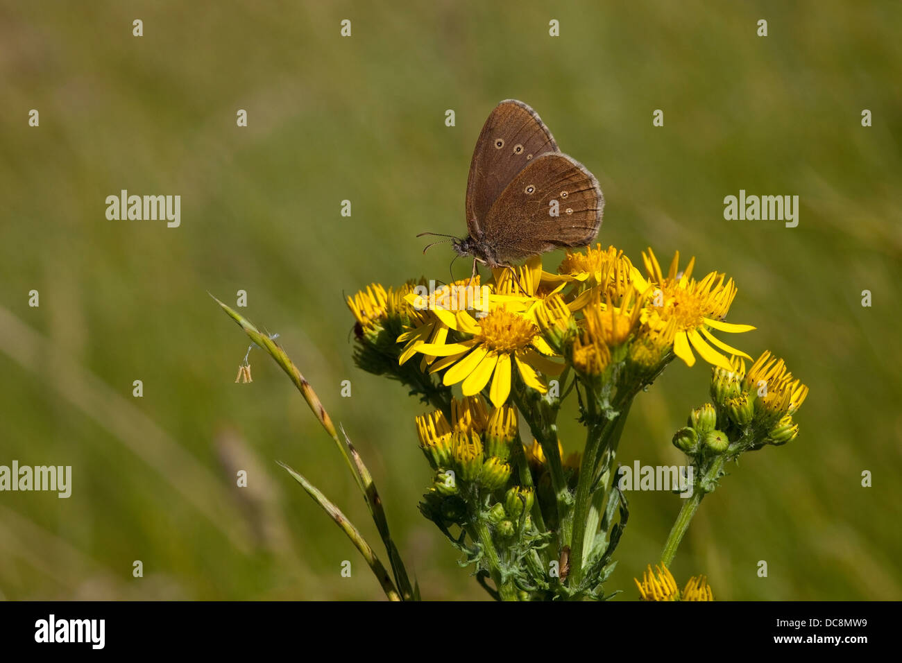 Un anello butterfly, nome latino Aphantopus hyperantus alimentazione su un fiore di erba tossica in un prato in estate Foto Stock