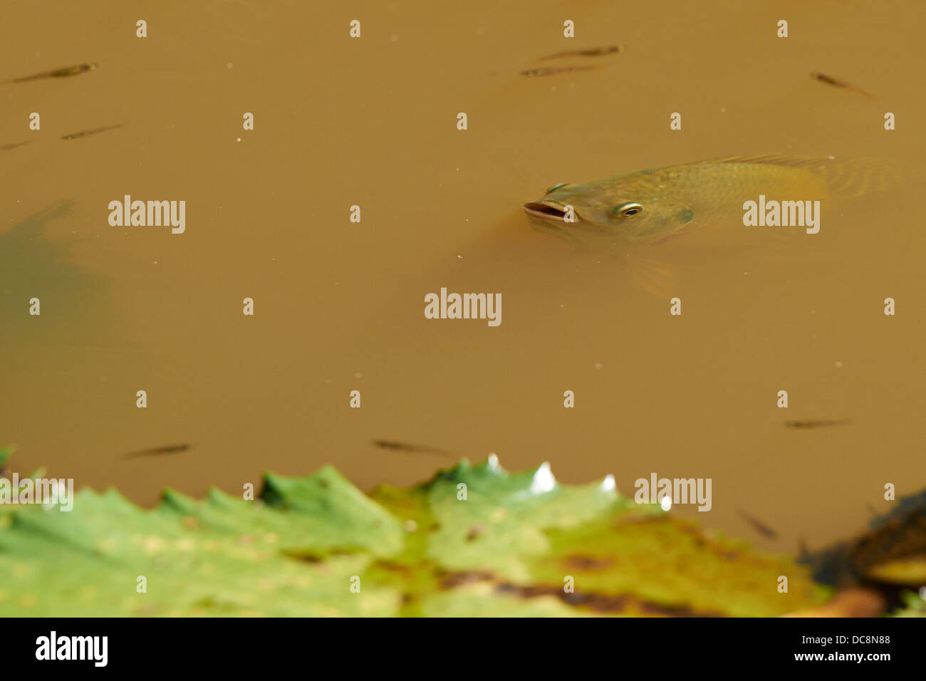 Tilapia pesce in acqua fangosa Foto Stock