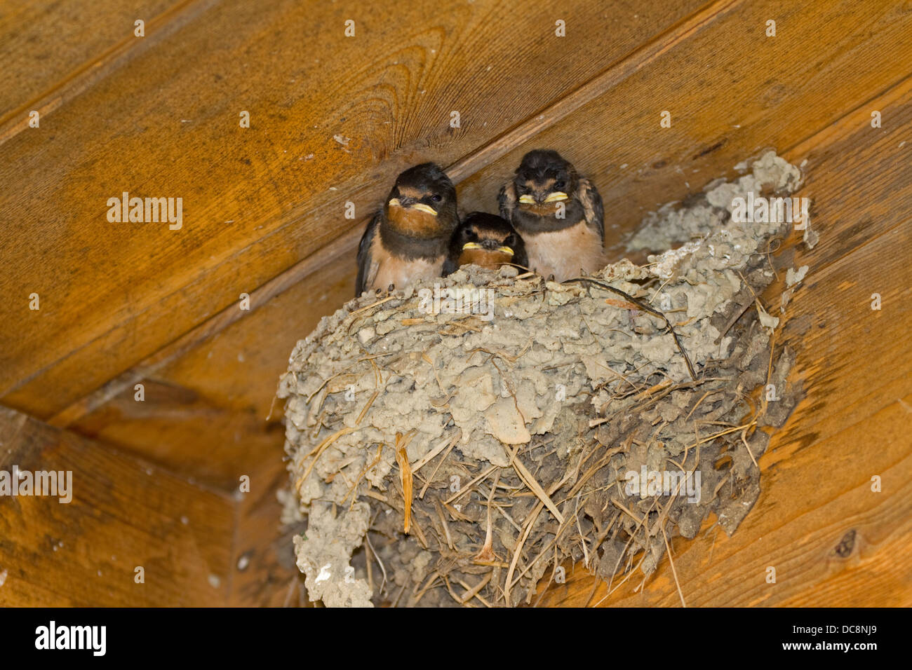Baby Unione Swallow s nel nido sotto la gronda dell'edificio. Corfu Grecia Foto Stock