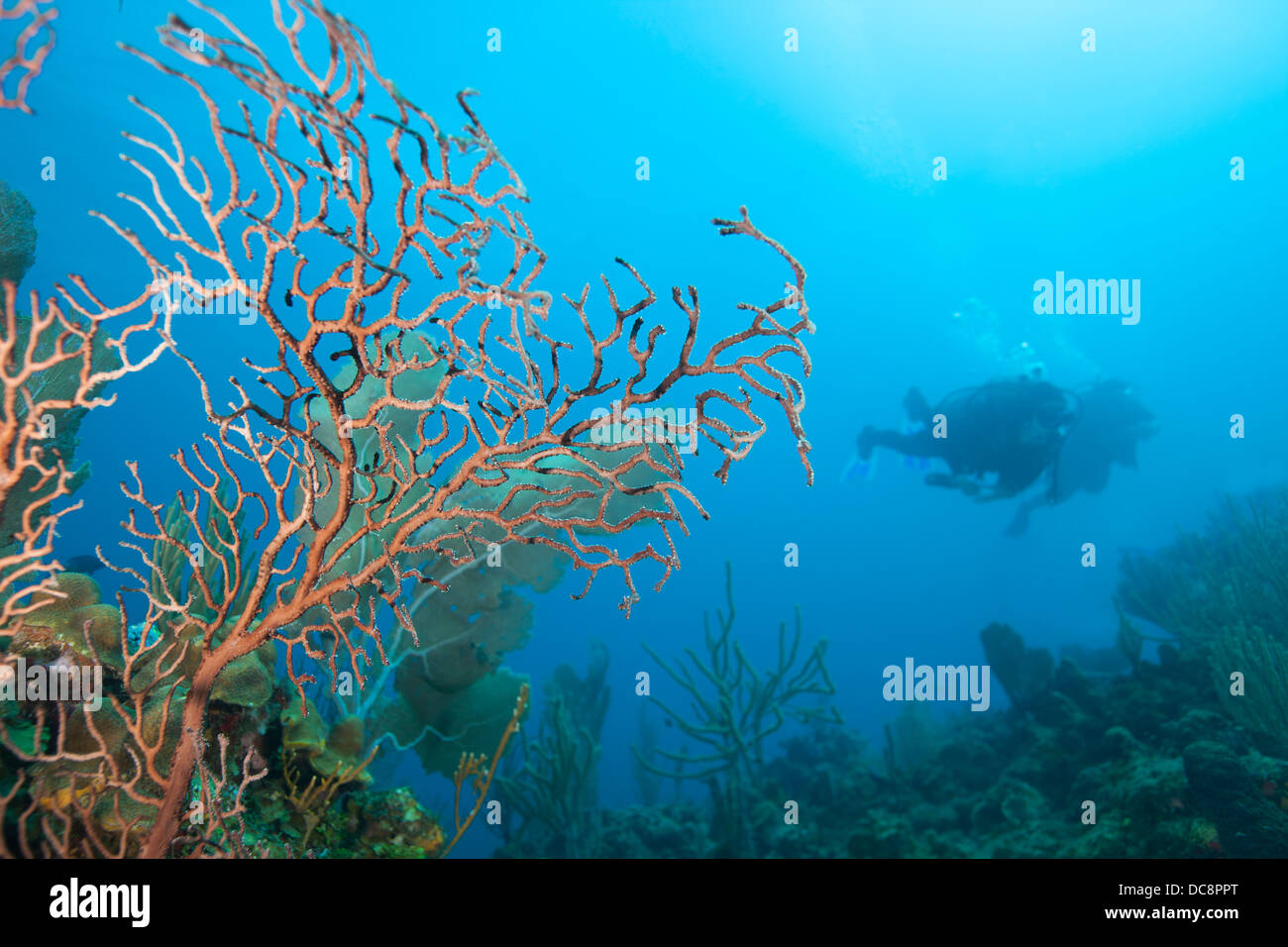 Mare di acque profonde ventola (Iciligorgia schrammi) e altri coralli e spugne su una scogliera tropicale dell'Isola di Roatan, Honduras. Foto Stock