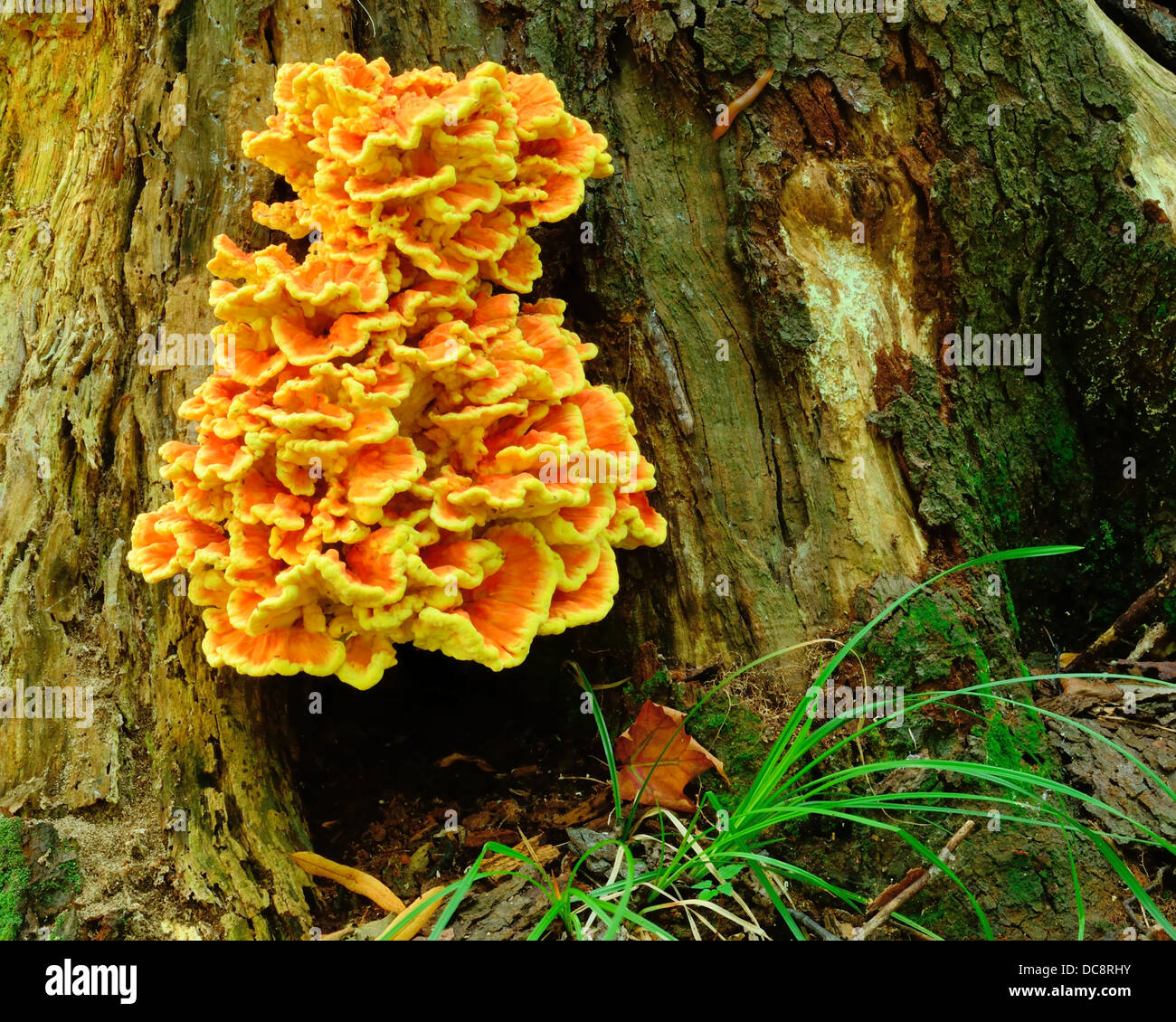 Orange funghi che crescono su un decadimento albero nel bosco. Foto Stock