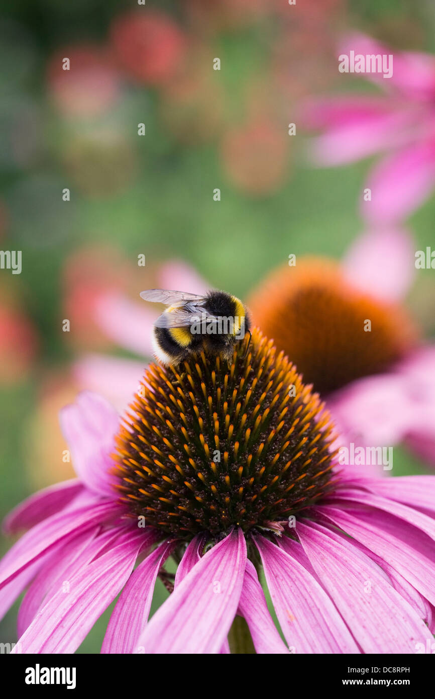 Bombus terrestris sull'Echinacea purpurea fiore. Foto Stock