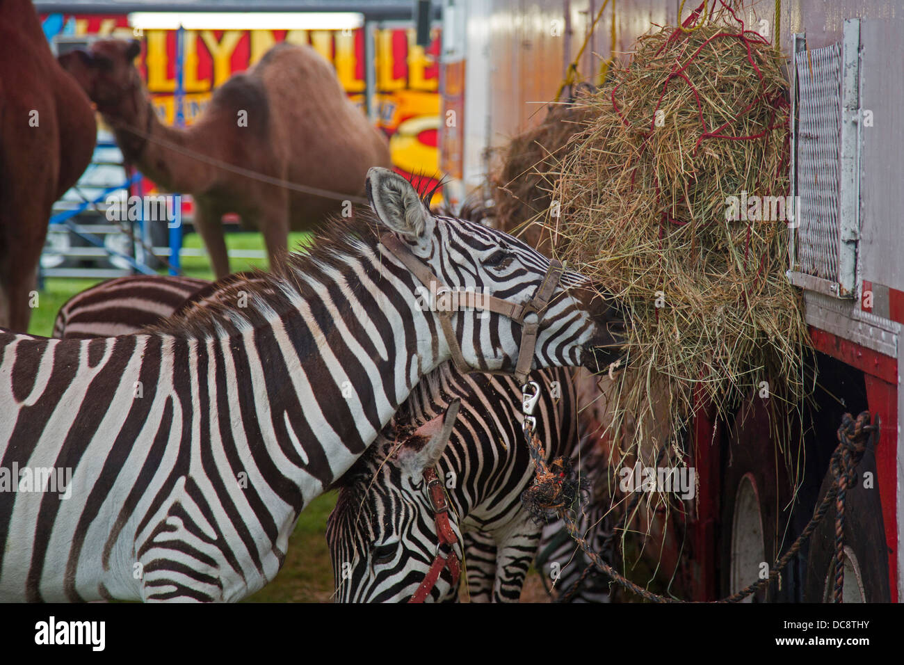 Redford, Michigan - zebre alimentazione prima di una performance di Kelly Miller Circus. Foto Stock