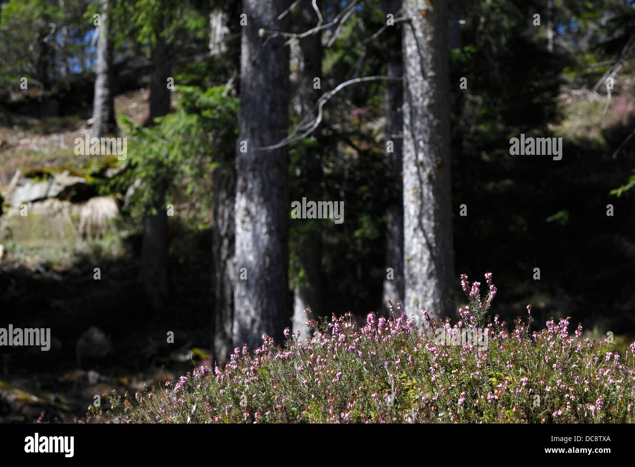 Foreste dell Alto Adige Foto Stock