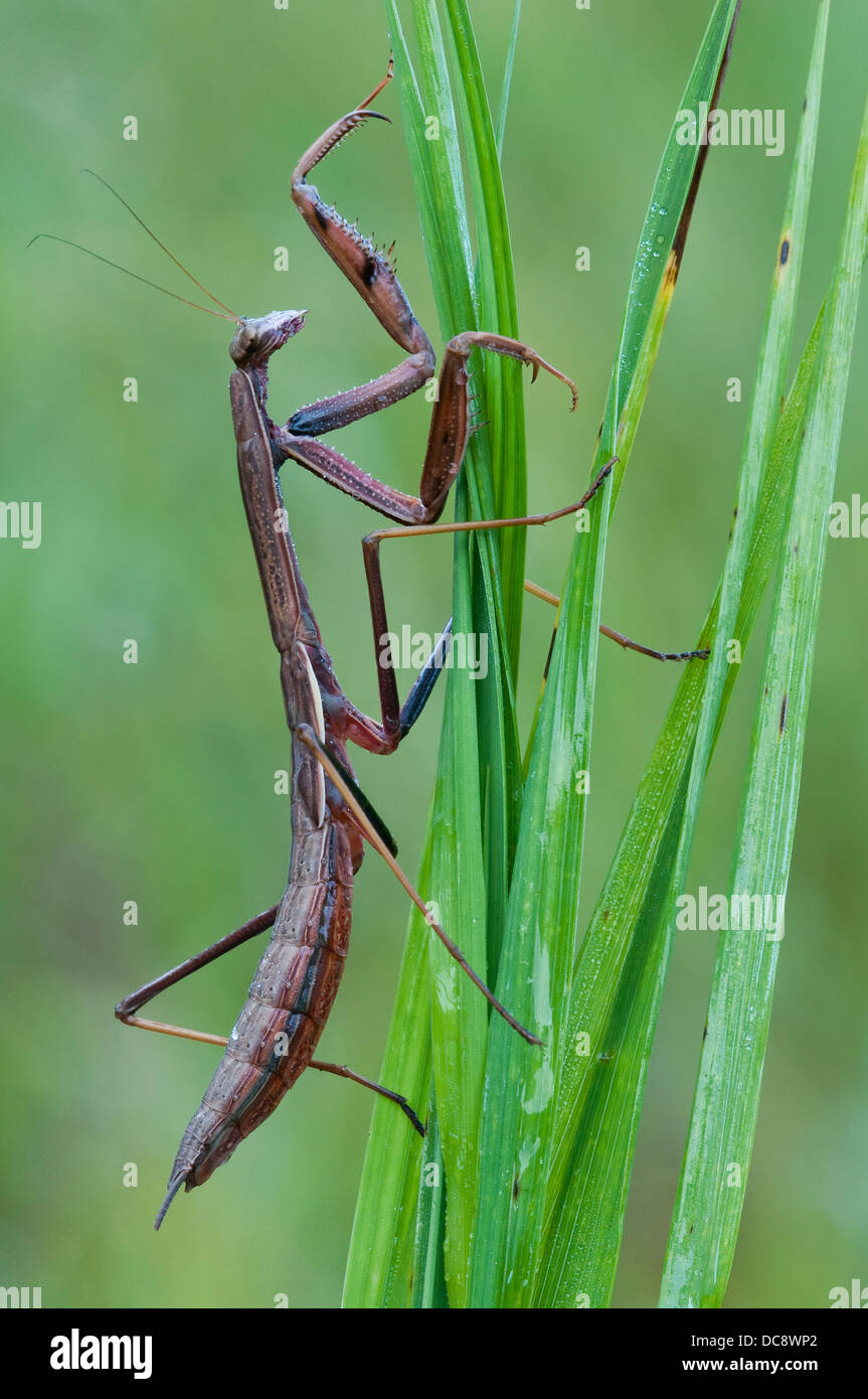 Il cinese Mantide Religiosa Tenodera sinensis appollaiato sulle lame di erba e USA Foto Stock