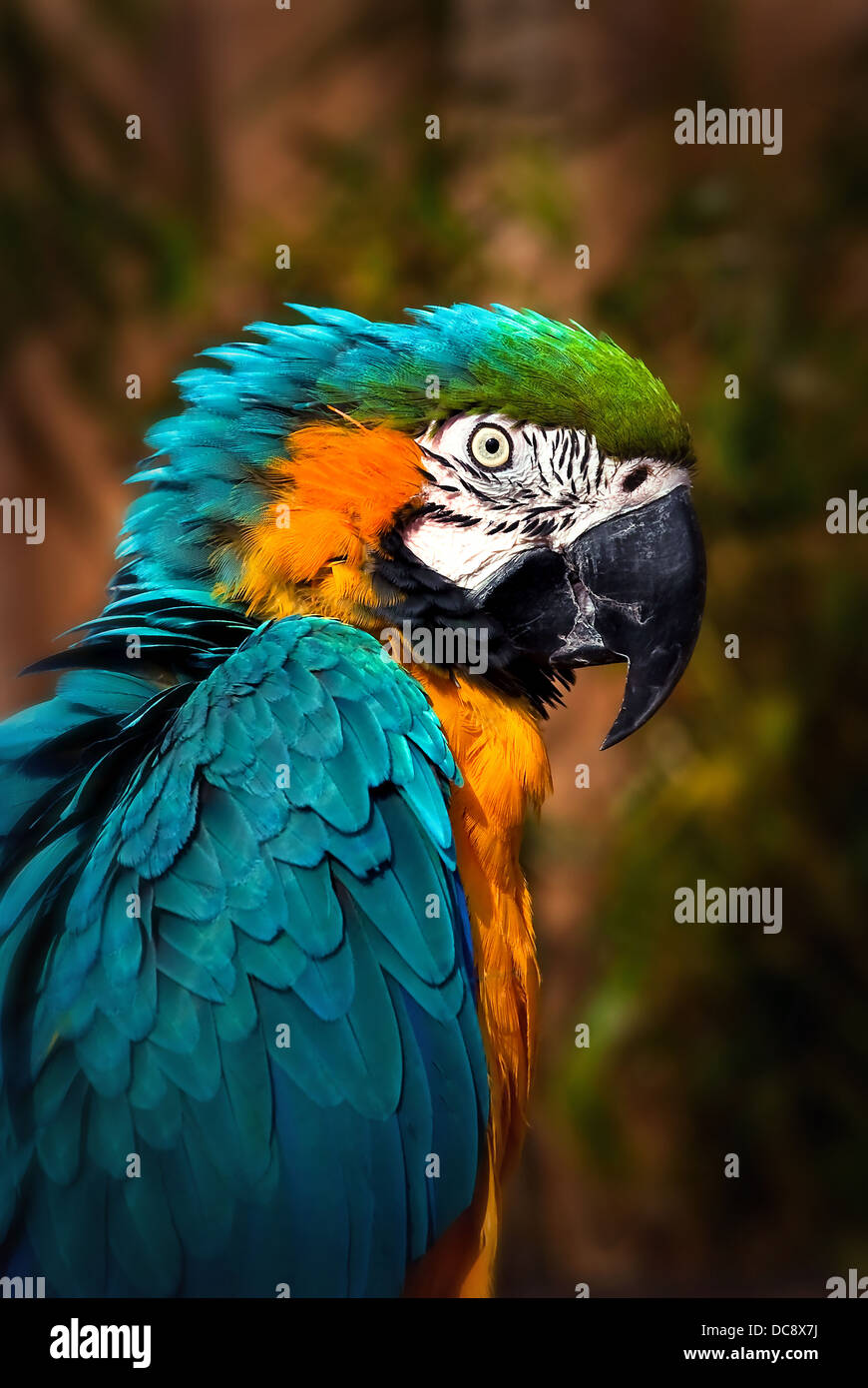 Bella Blu e Oro Macaw - Parrot ritratto Foto Stock