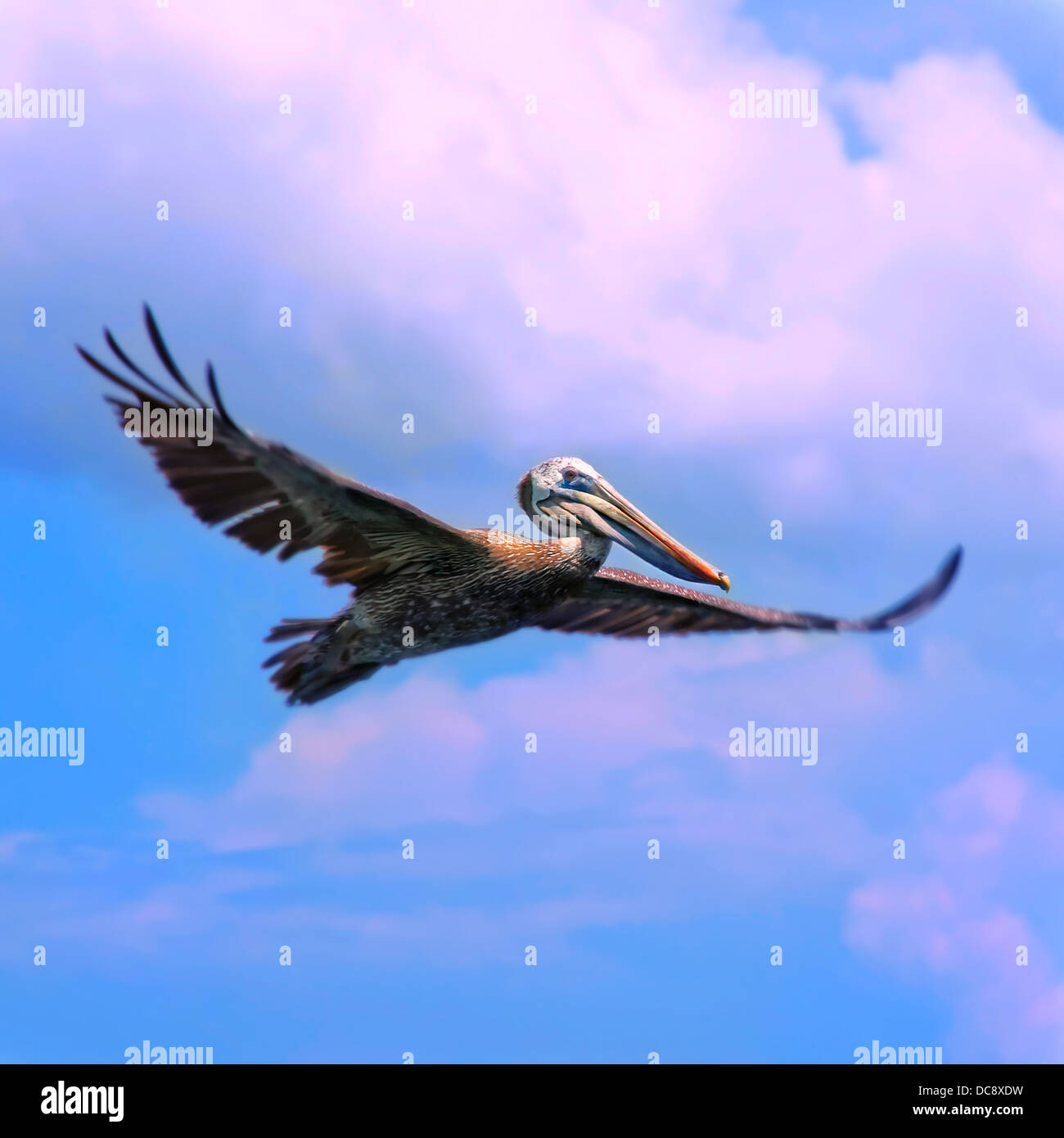 Flying pelican - Composizione quadrata Foto Stock