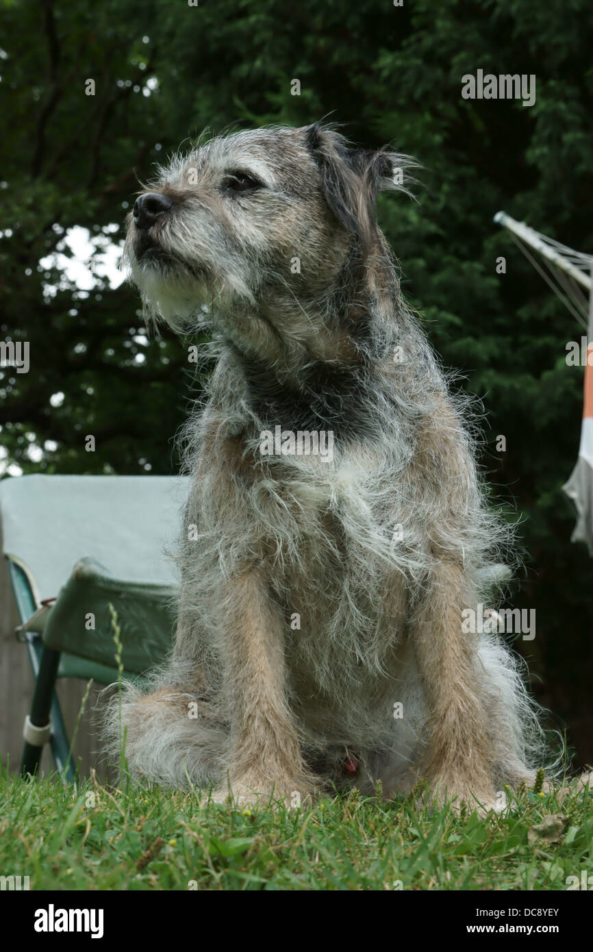 Border terrier dog face statica seduta capelli fuori linea di lavaggio alberi linea di lavaggio di vestiti erba palla da tennis in legno recinzione in legno di quercia Foto Stock