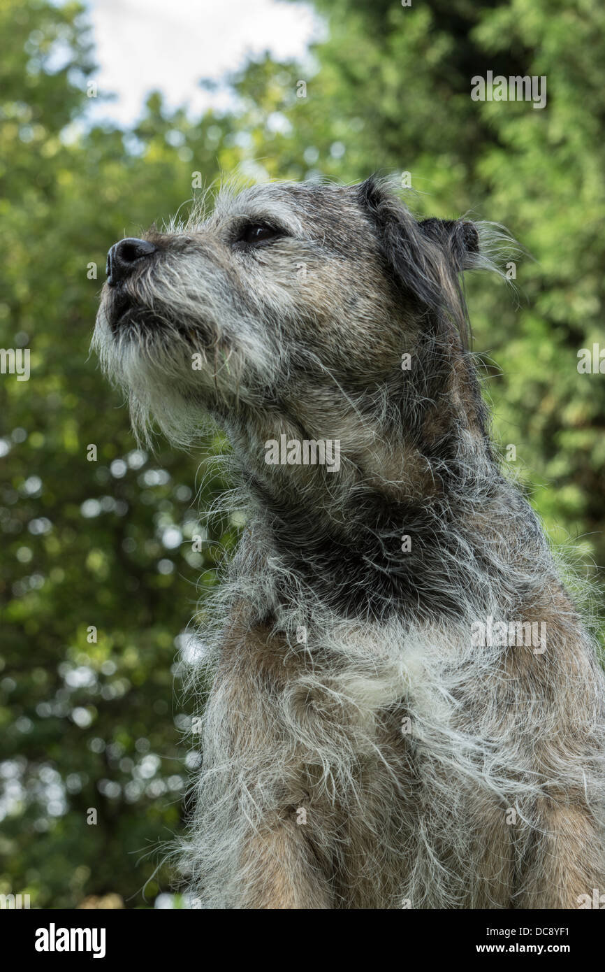 Border terrier dog face statica seduta capelli fuori linea di lavaggio alberi linea di lavaggio di vestiti erba palla da tennis in legno recinzione in legno di quercia Foto Stock