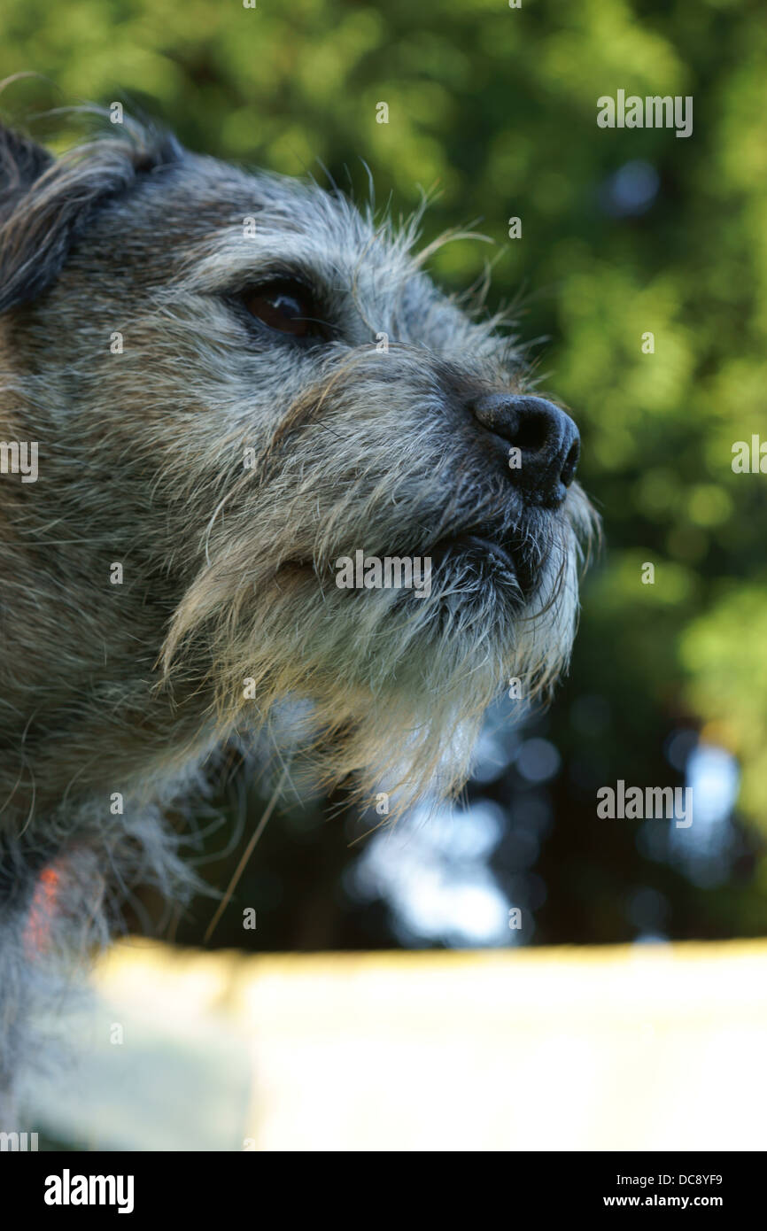 Border terrier dog face capelli statico maschio alfa border terrier dog face statica seduta capelli fuori linea di lavaggio alberi lavaggio l Foto Stock