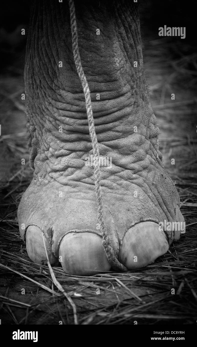 Close up di un elefante piede; Chitwan, Nepal Foto Stock