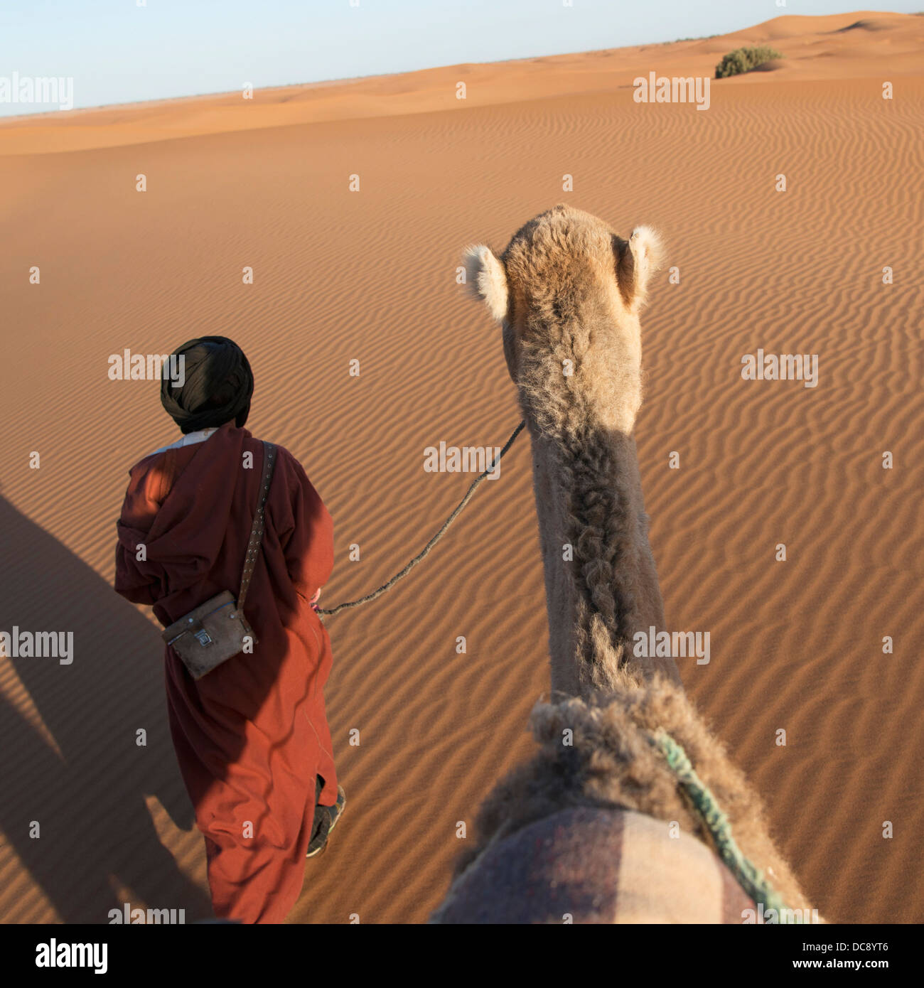 Un uomo porta il suo cammello su Erg Chegaga dune; Marocco Foto Stock