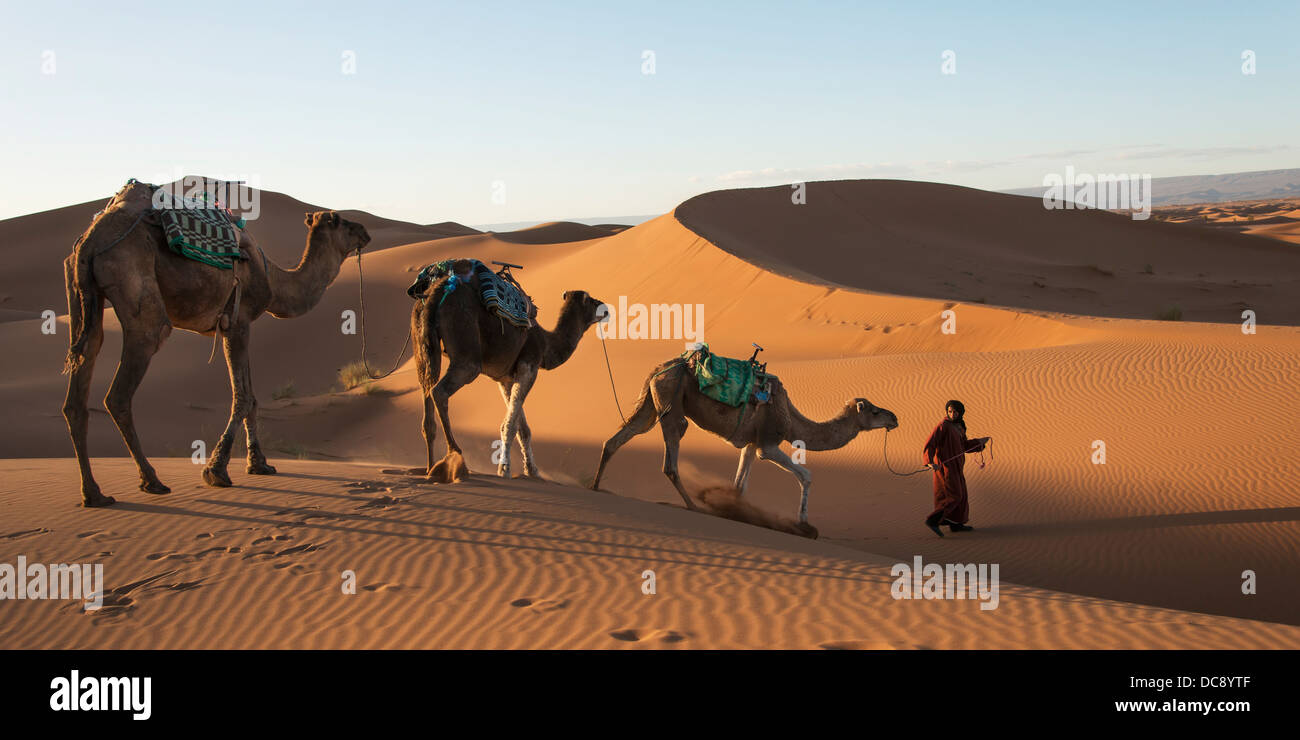 Un uomo porta tre cammelli attraverso la Erg Chegaga dune; Marocco Foto Stock