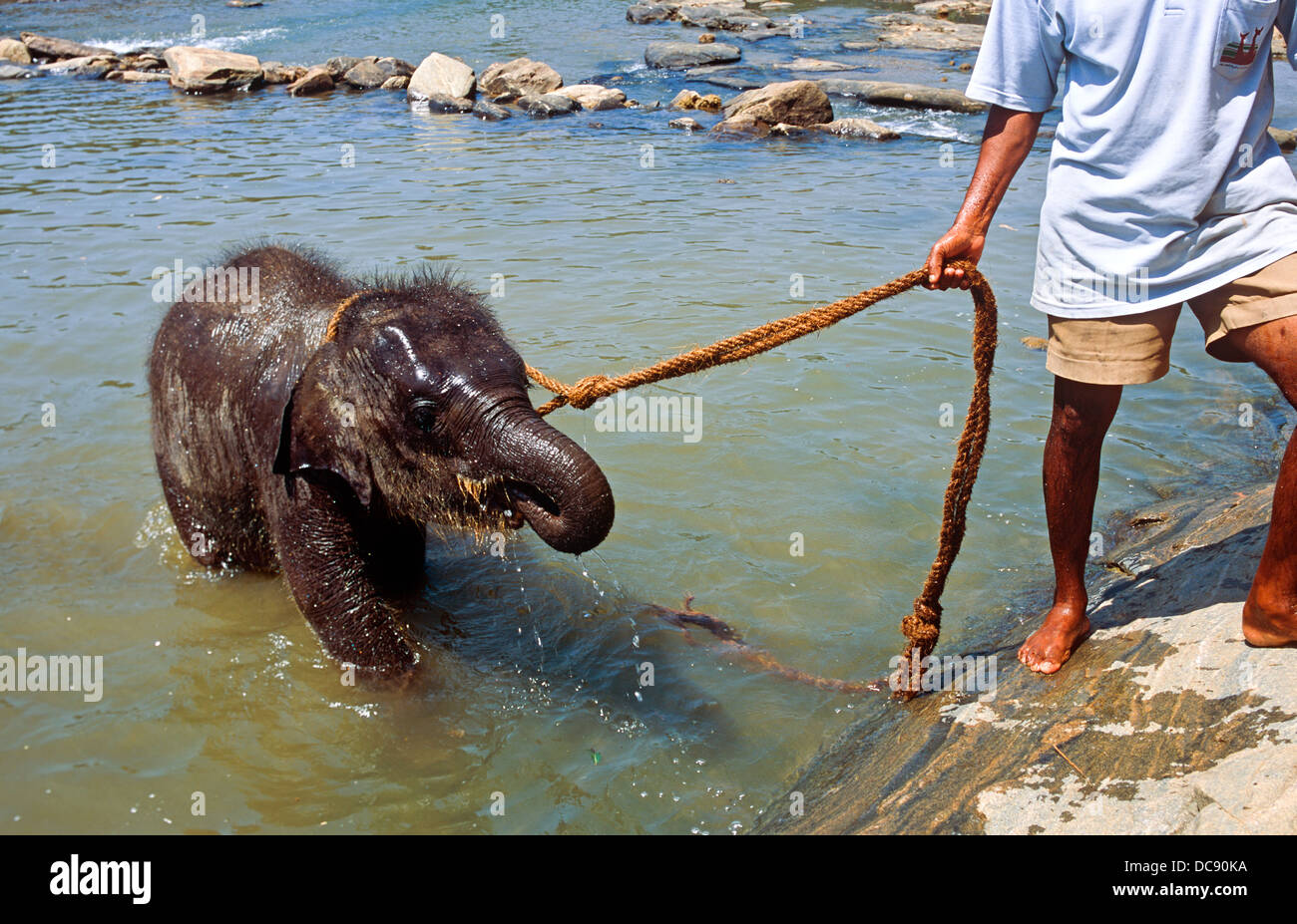 Baby Elephant Bathtime Sri Lanka Foto Stock