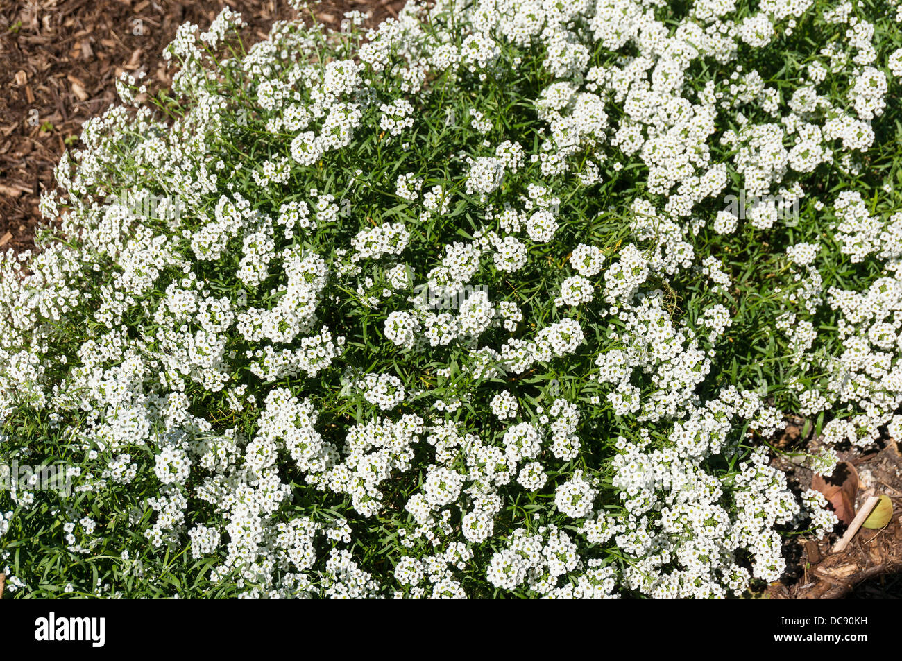 Lobularia maritima (alyssum maritimum) nome comune sweet alyssum o dolce alison Foto Stock