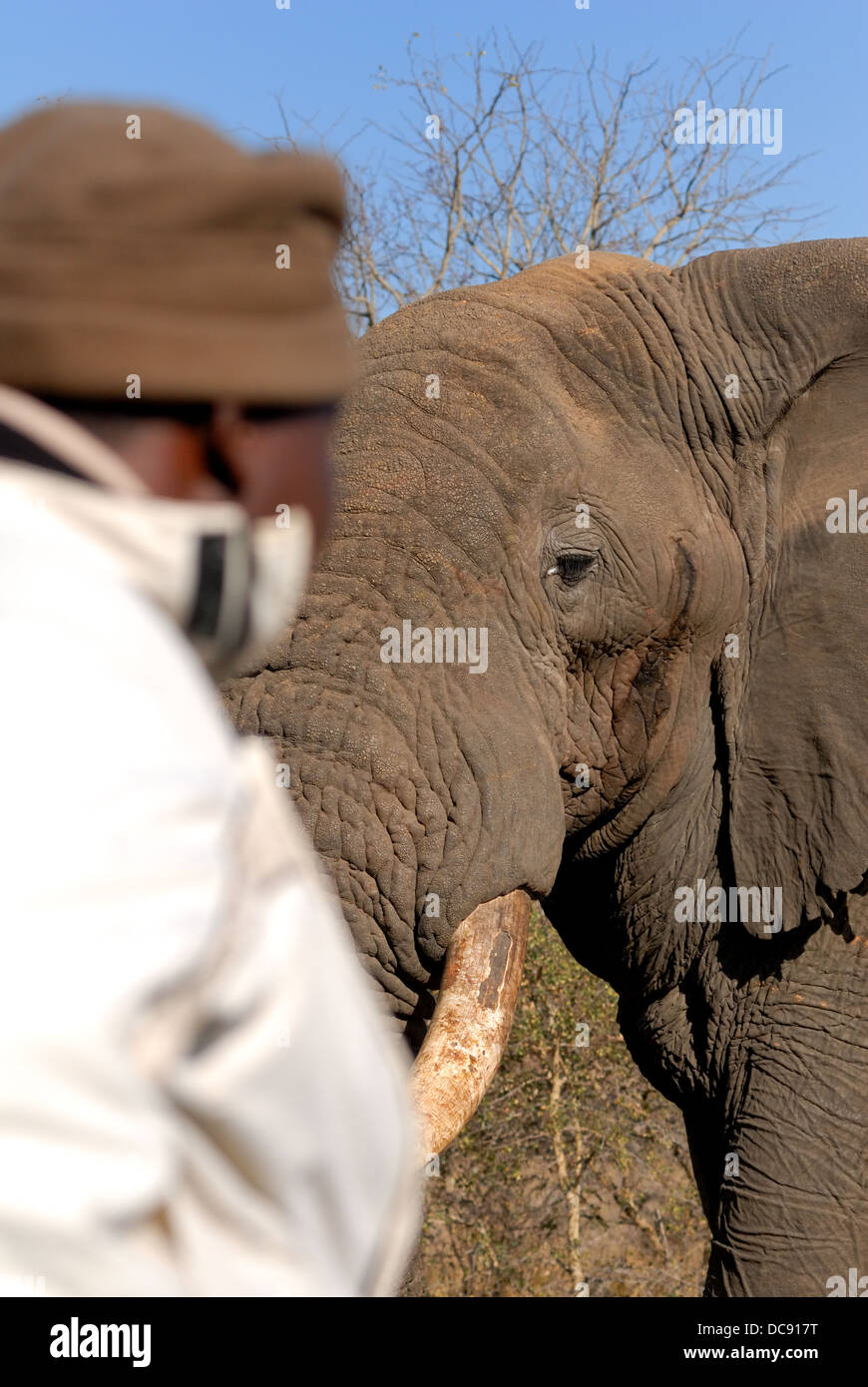 Su Safari con il mio tracker Foto Stock