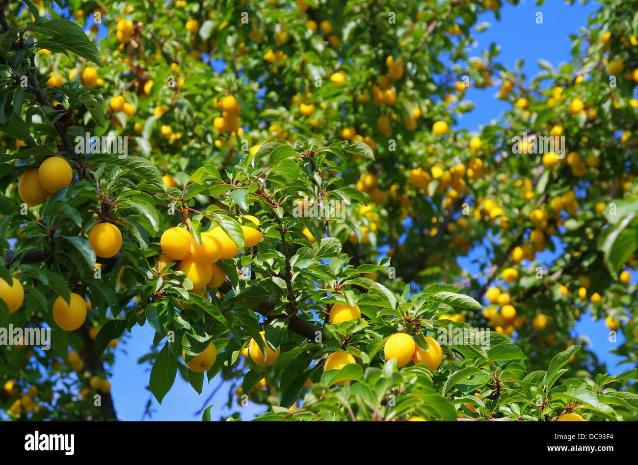 Mirabellen am Baum - mirabelle prugne presso la struttura ad albero 03 Foto Stock