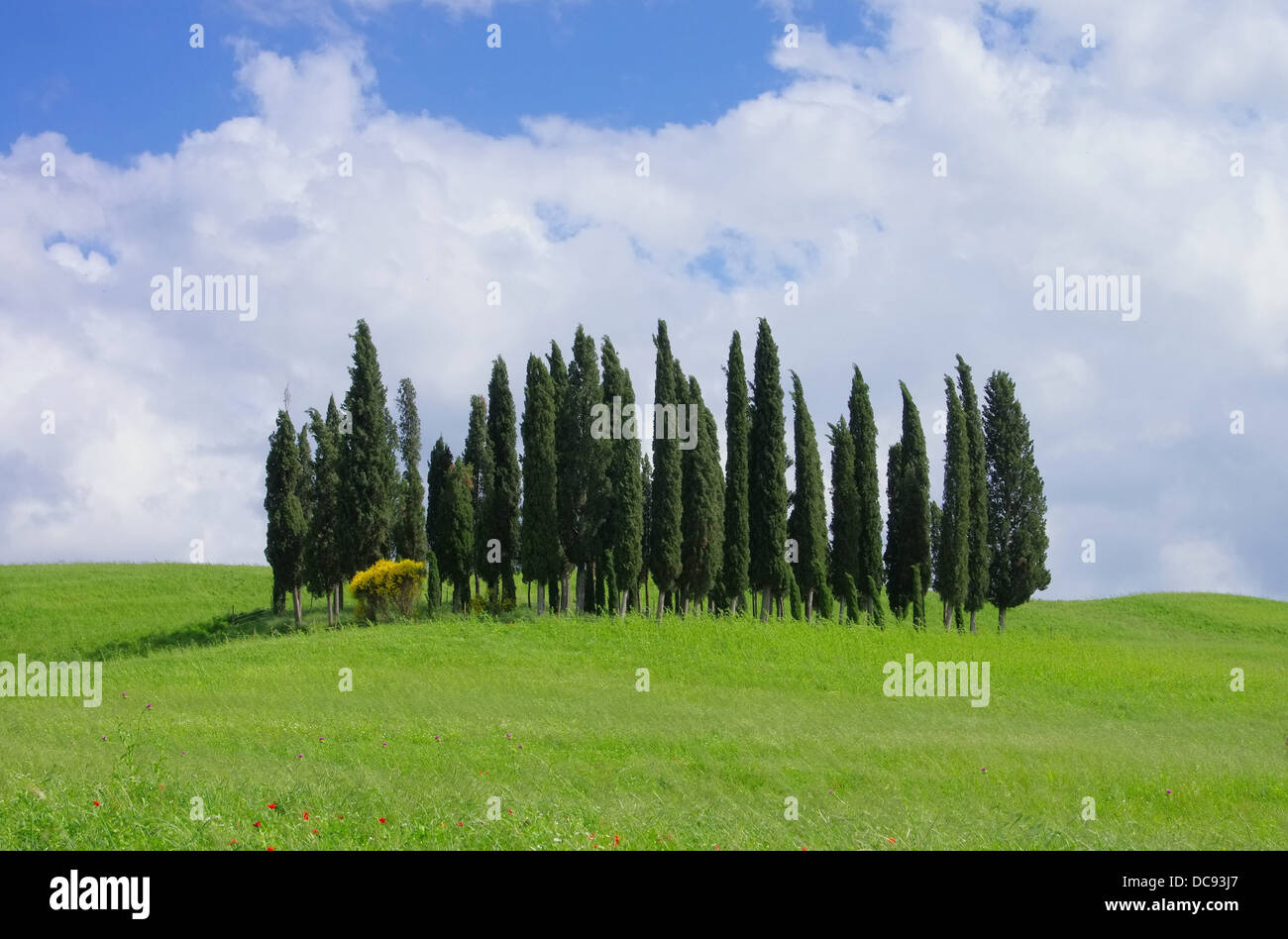 Toskana Wald - Toscana foresta 11 Foto Stock