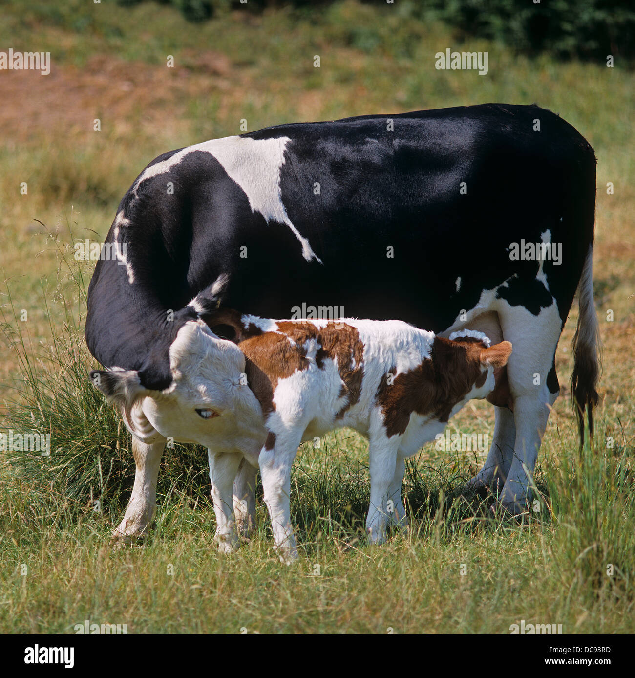 Bovini domestici. Vacca vitello lattante su un prato Foto Stock