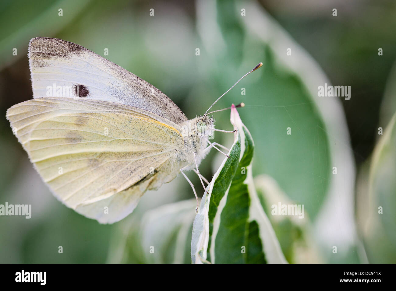 Large White Butterfly (Sarcococca brassicae) in appoggio su una foglia. La più comune REGNO UNITO specie di farfalle. Foto Stock