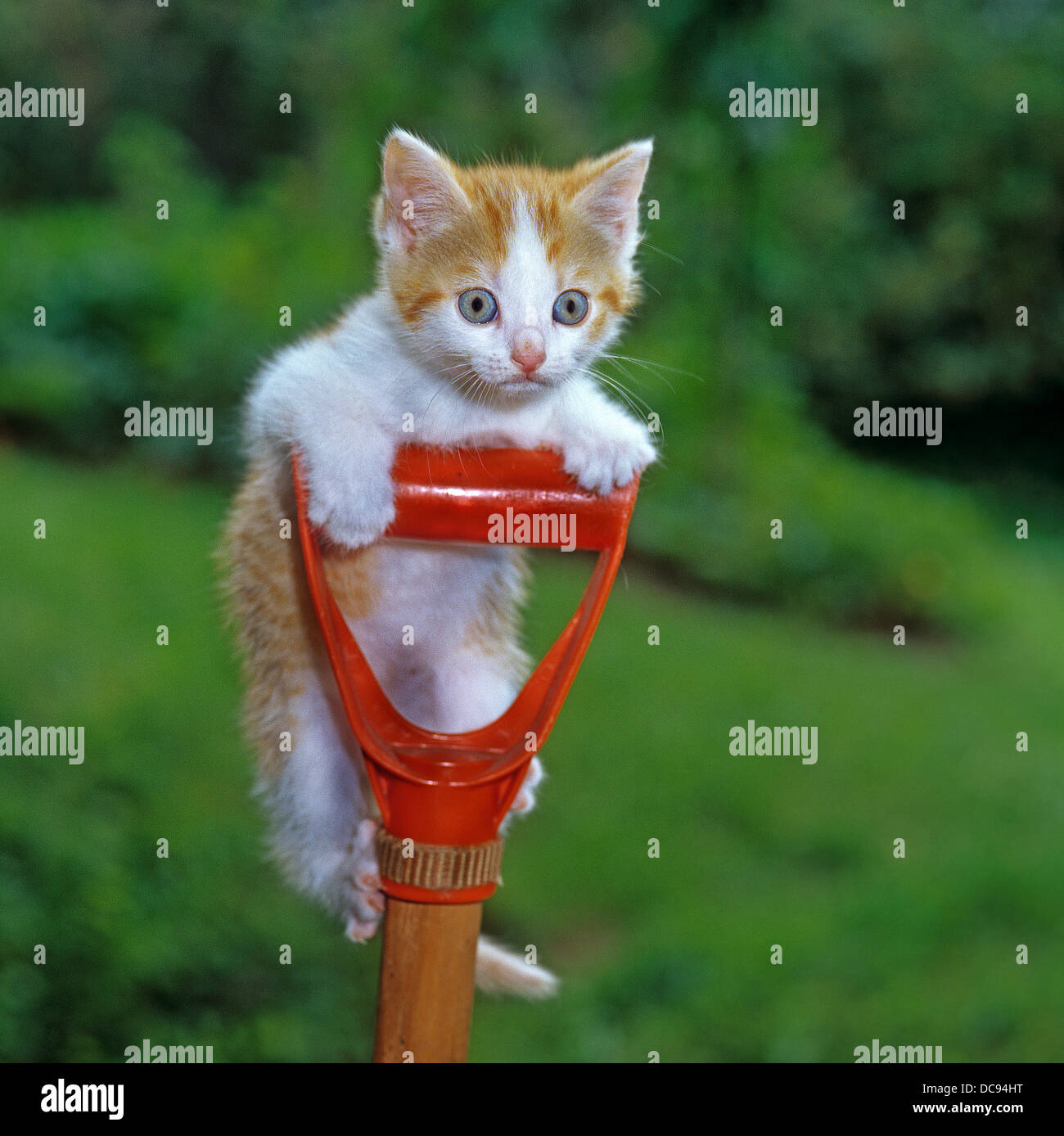 Il gatto domestico. Gattino aggrappato a un rosso maniglia a forcella Foto  stock - Alamy