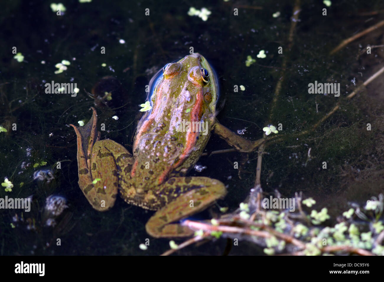 Closeup colpo di una rana in piedi vicino impianti idrici in riva al lago Foto Stock