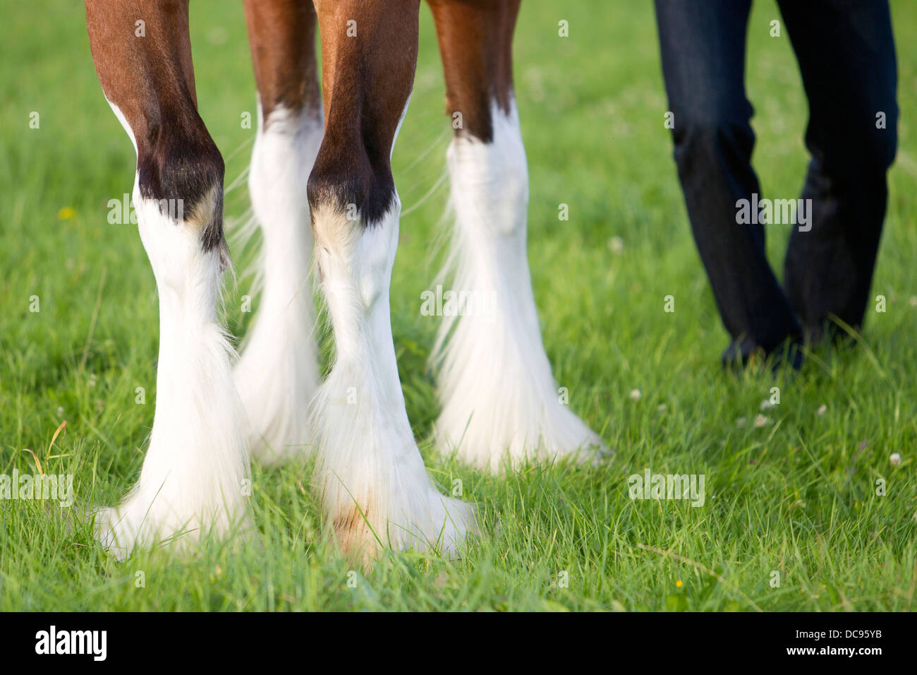 Clydesdale gambe anteriori grandi zoccoli e ampia graduazione accanto alle gambe lo sposo Foto Stock