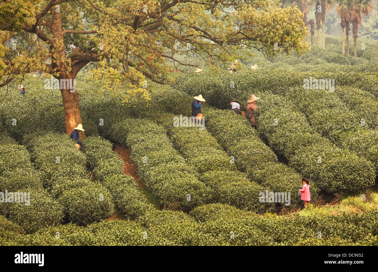 Le donne picking le foglie di tè in una piantagione di tè. Foto Stock