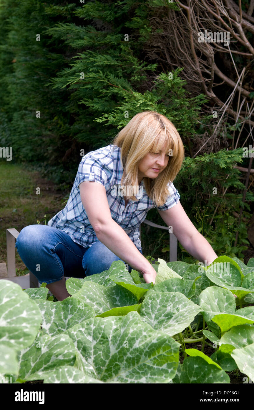Donna controllando la zucca per piante infestanti, preso in giardino a Bristol REGNO UNITO Foto Stock