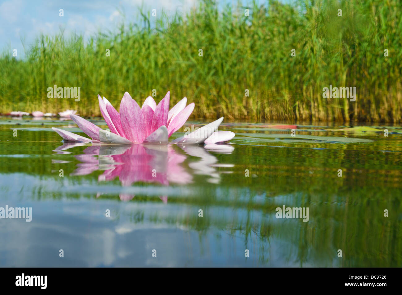 Water Lilies in un lago. Waldsee, Gifhorn, Bassa Sassonia, Germania Foto Stock