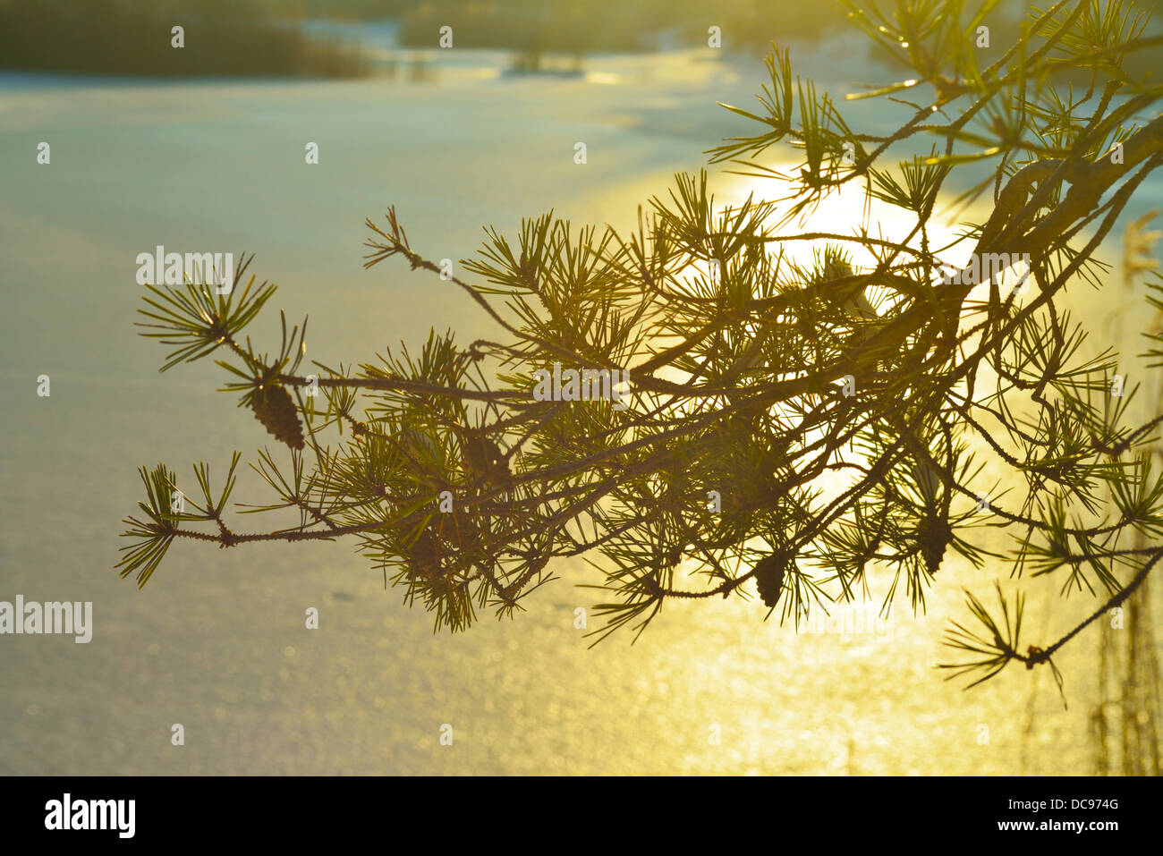 Rami di pino di fronte ad un lago ghiacciato Foto Stock