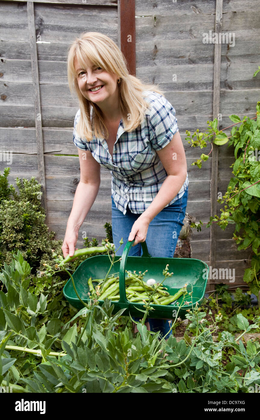 La donna caucasica picking cresciuto in casa fave in giardino a Bristol, Regno Unito Foto Stock