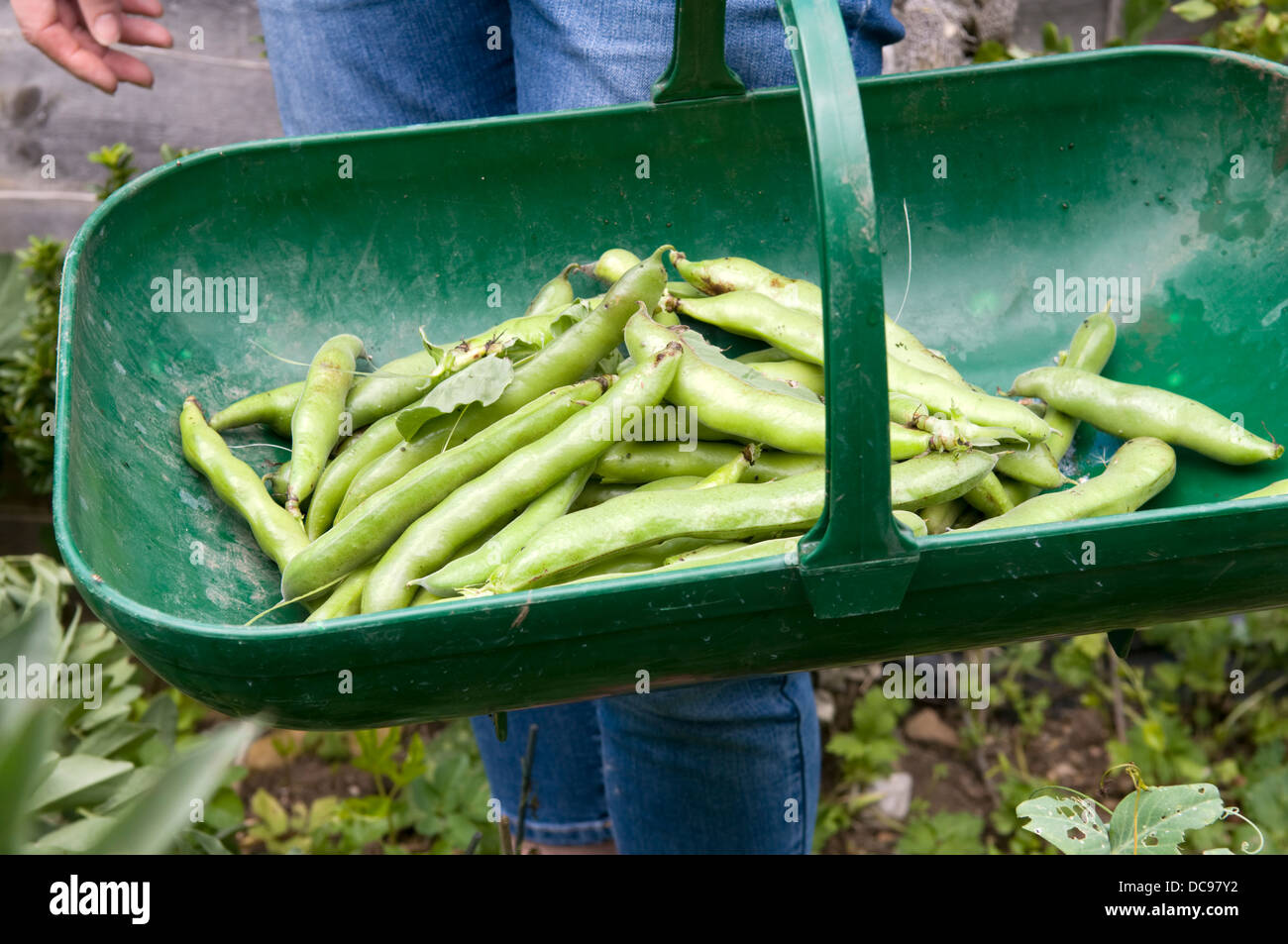 La donna caucasica picking cresciuto in casa fave nel cestello in giardino a Bristol, Regno Unito Foto Stock