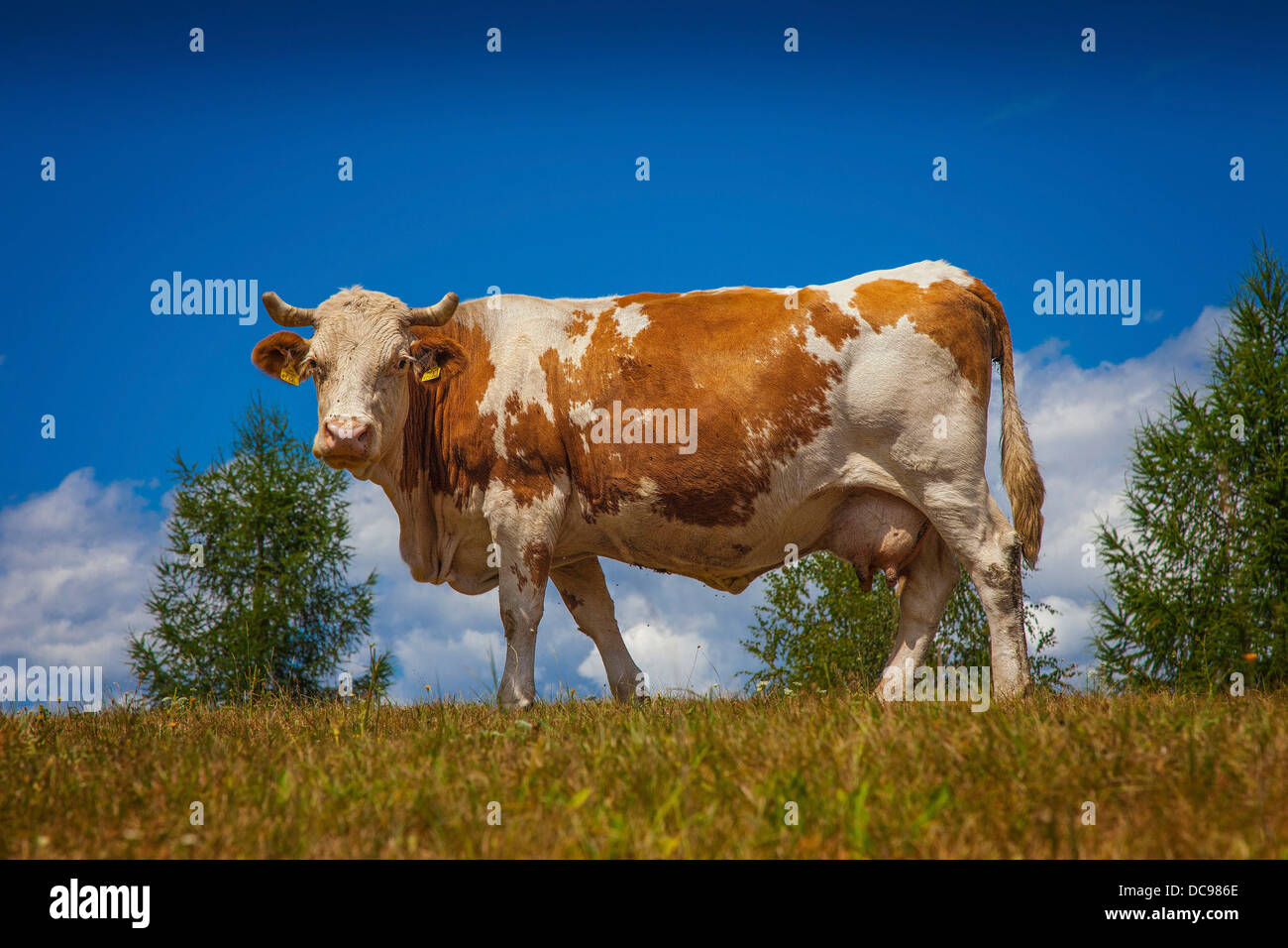 Mucca su un pascolo alpino Foto Stock