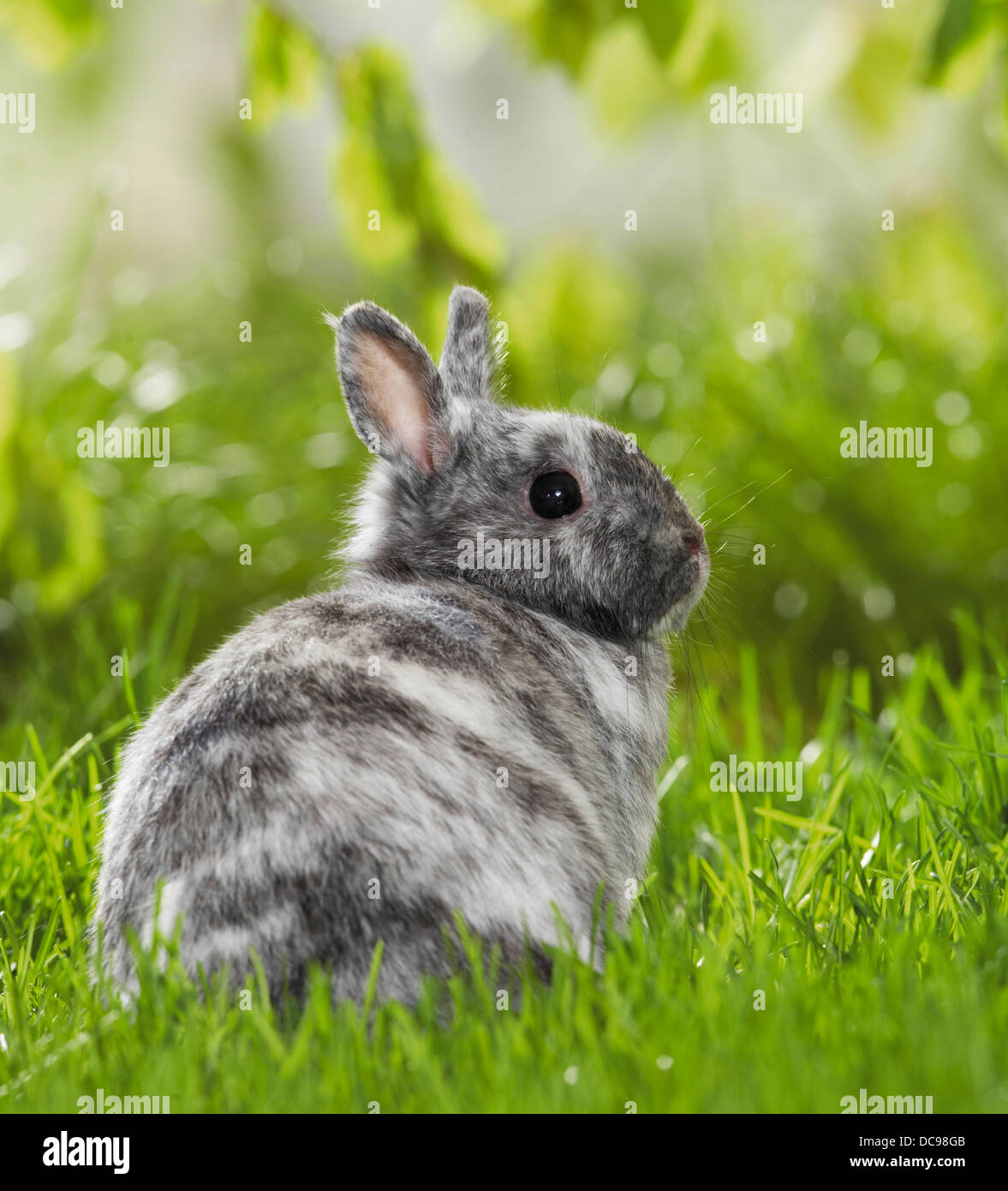 Tricolore pigmeo di coniglio in erba Foto Stock