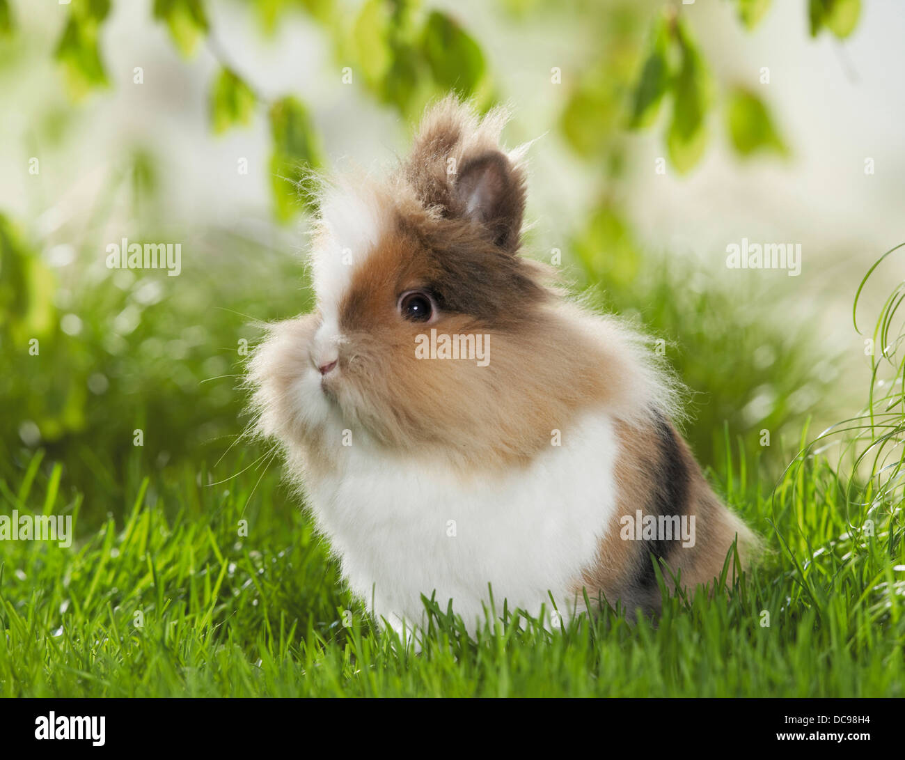 Lionhead rabbit in erba Foto Stock